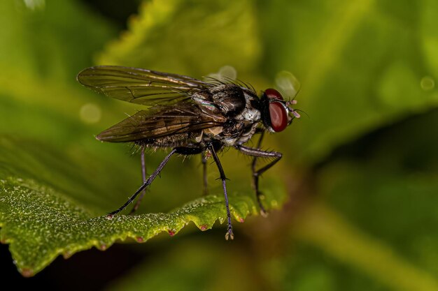 Photo adult muscoid fly