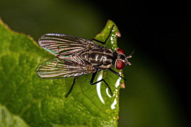 Photo adult muscoid fly