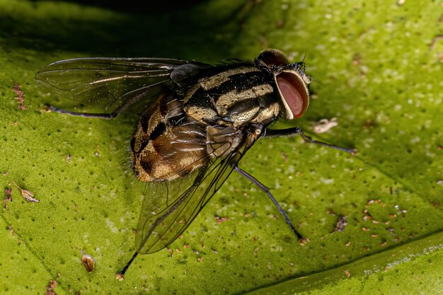 Adult Muscoid Fly