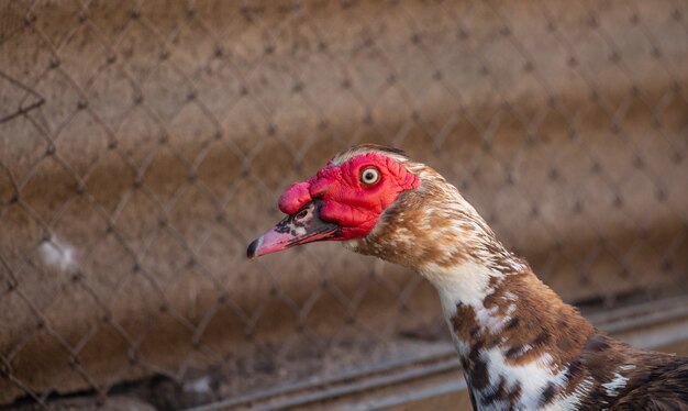 앞마당 남성의 성인 Muscovy 오리를 닫습니다.