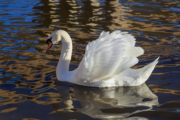 Foto cigno reale adulto sul fiume great ouse