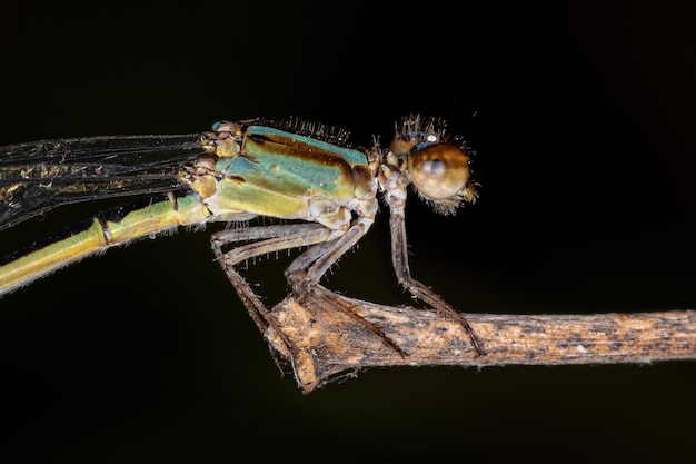 Photo adult narrow-winged damselfly of the family coenagrionidae