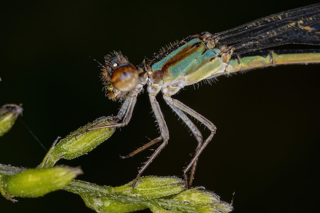 Photo adult narrow-winged damselfly of the family coenagrionidae