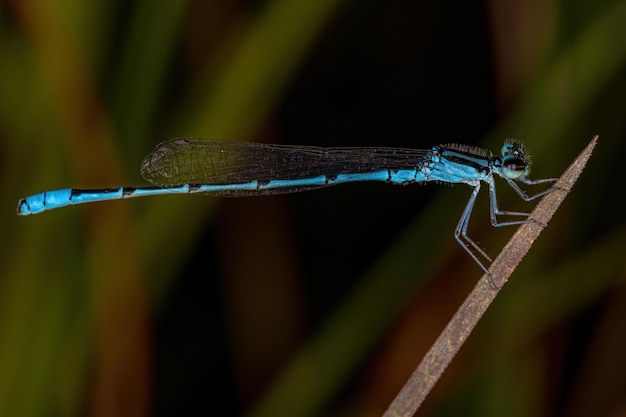 Photo adult narrow-winged damselfly of the family coenagrionidae