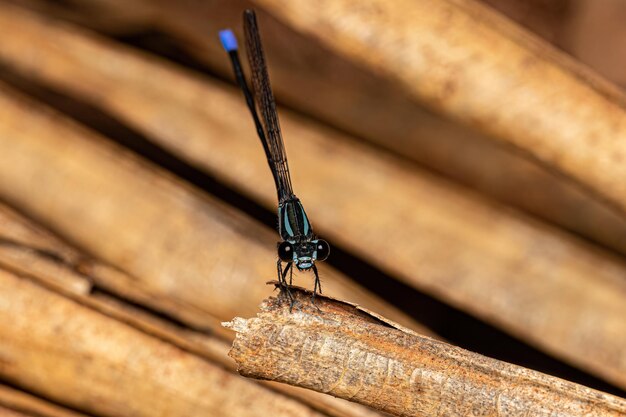 Adult Narrowwinged Damselfly