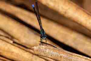 Photo adult narrowwinged damselfly