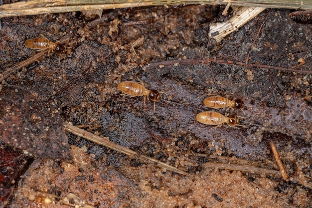 Adult Nasute Termites of the Genus Nasutitermes