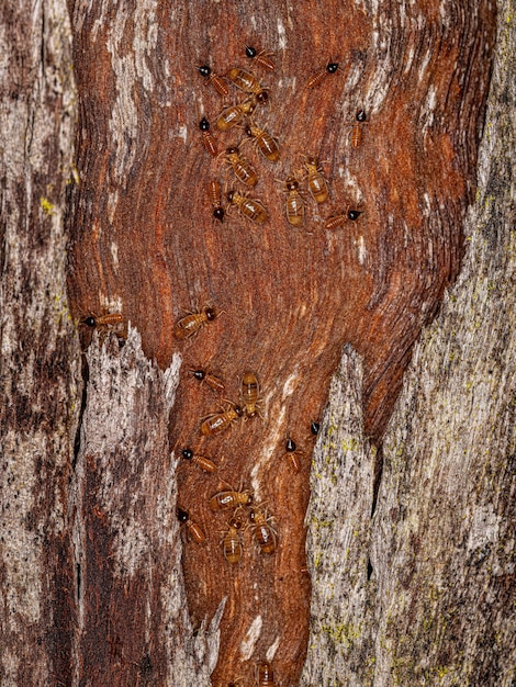 Adult Nasute Termites