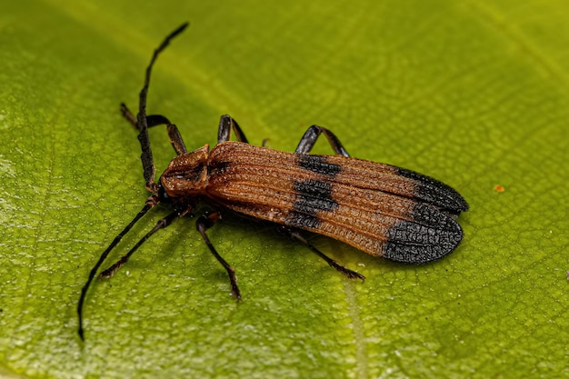 Adult Netwinged Beetle