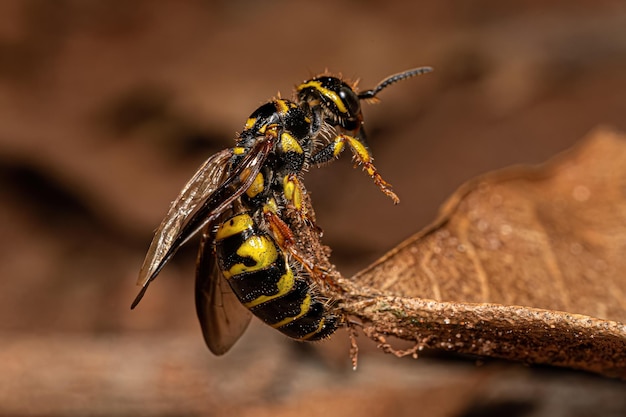 Adult New World Banded Thynnid Wasp