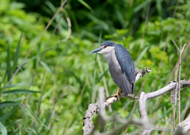 Adult night heron sits on a branch