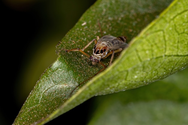 Взрослая некусная мошка семейства Chironomidae