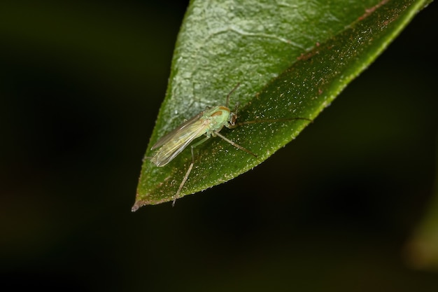 Adult Non-biting Midge of the Family Chironomidae