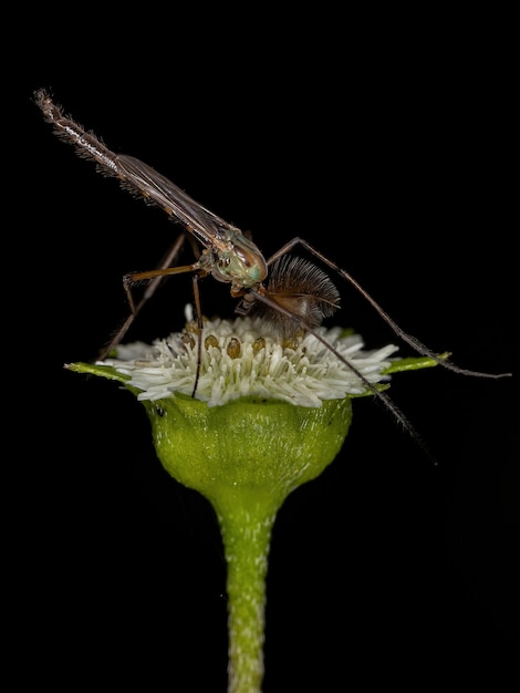 Взрослая некрылая мошка семейства Chironomidae