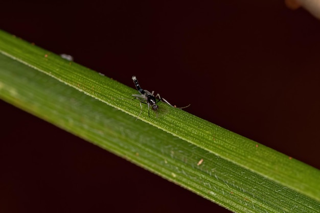 Photo adult nonbiting midge of the family chironomidae