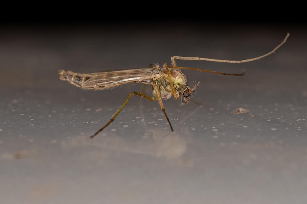 Photo adult nonbiting midge