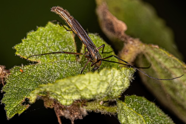 Photo adult nonbiting midge