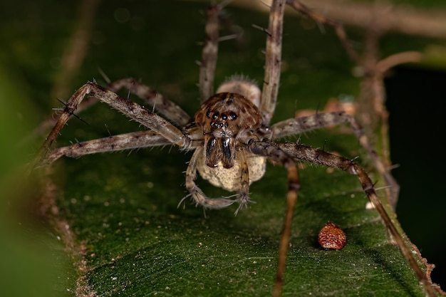 Adult Nursery Web Spider