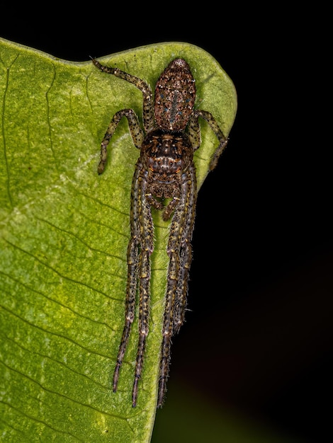 Adult Octopus Crab Spider