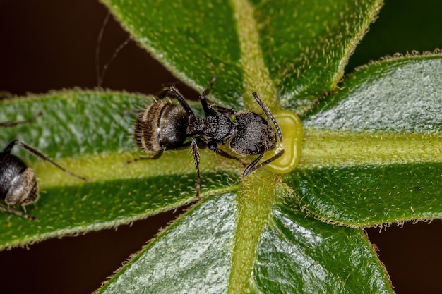 Dolichoderus bispinosus 종의 성인 냄새 개미는 식물의 꽃 꽃 꿀을 먹고 있습니다.