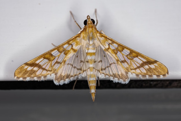 Photo adult orange epipagis moth