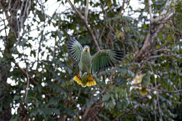 Amazona amazonica 종의 성인 Orangewinged 앵무새