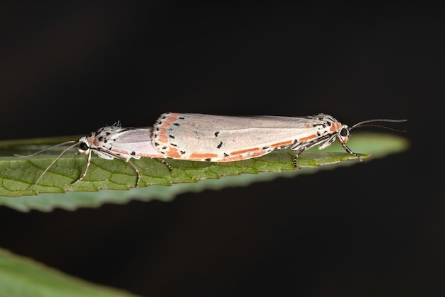 Hibiscussabdariffa種のローゼルの葉で交尾するUtetheisaornatrix種の成虫の装飾されたベラ蛾