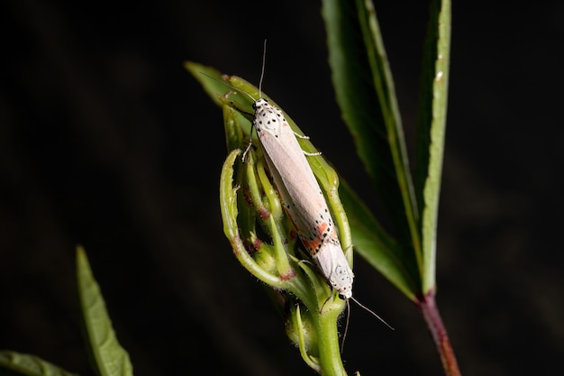 Adult ornamented Bella moth of the species Utetheisa ornatrix copulating on the Roselle leaf of the species Hibiscus sabdariffa