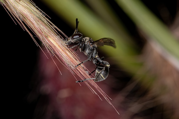 Adult Paper Wasp of the Genus Metapolybia