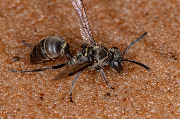 Adult Paper Wasp of the Genus Metapolybia