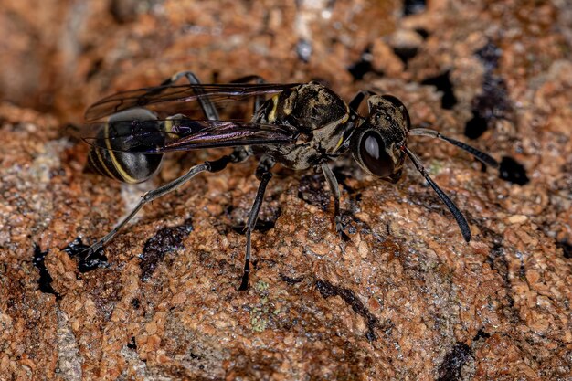 Adult Paper Wasp of the Genus Metapolybia