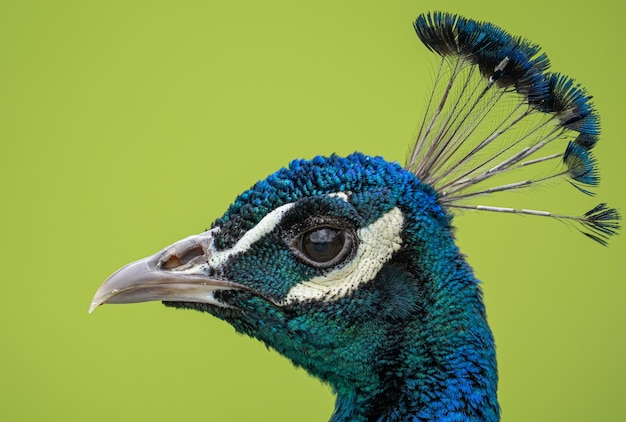 Adult peacock male gets a head shot portrait on a sunny day of spring mating season