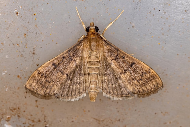 Photo adult pearl moth