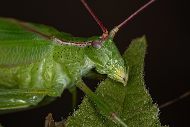 Adult Phaneropterine Katydid of the Tribe Aniarellini newly matured