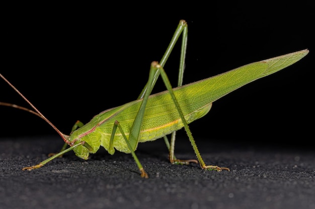 Photo adult phaneropterine katydid