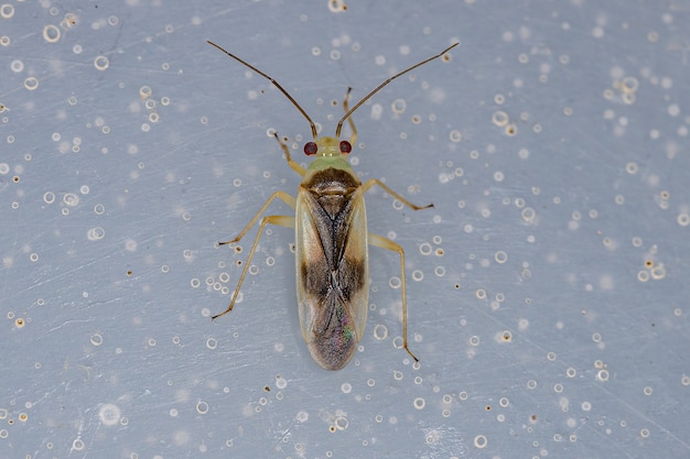 カスミカメムシ科の成虫