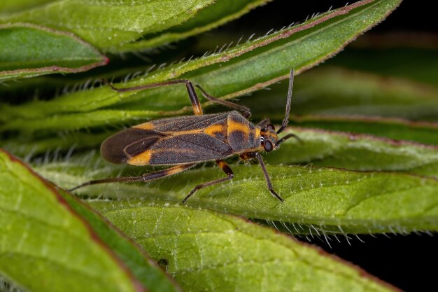 Adult Plant Bug of the Genus Prepops