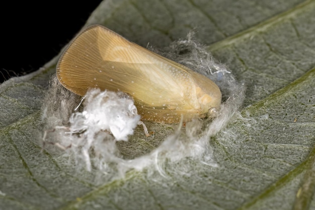 Photo adult planthopper insect
