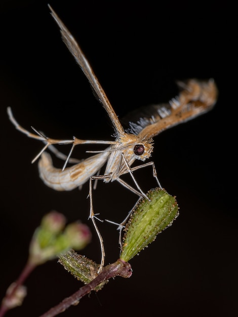 Взрослая плюмовая моль семейства Pterophoridae