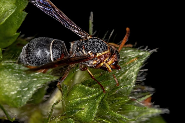 Adult Potter Wasp of the Subfamily Eumeninae