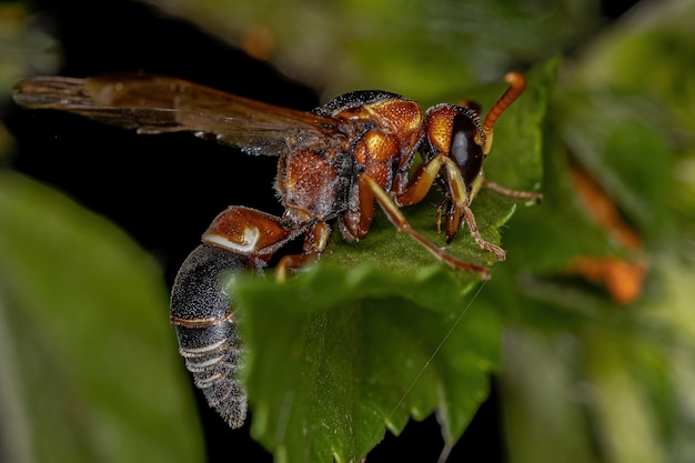 Photo adult potter wasp of the subfamily eumeninae