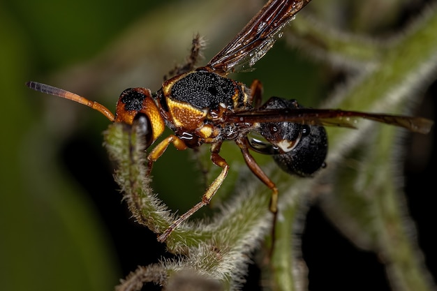 Adult Potter Wasp of the Subfamily Eumeninae