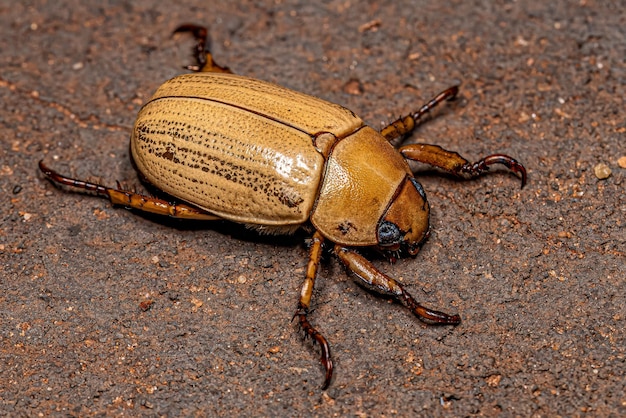 Adult Precious Metal Scarab