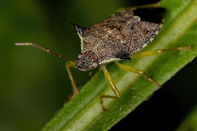 Взрослый хищный вонючий клоп вида Podisus nigrispinus