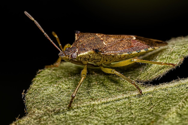 Adult Predatory Stink Bug