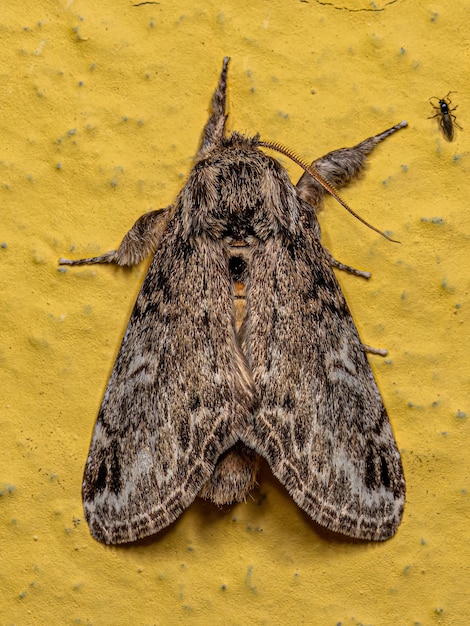Photo adult prominent moth insect