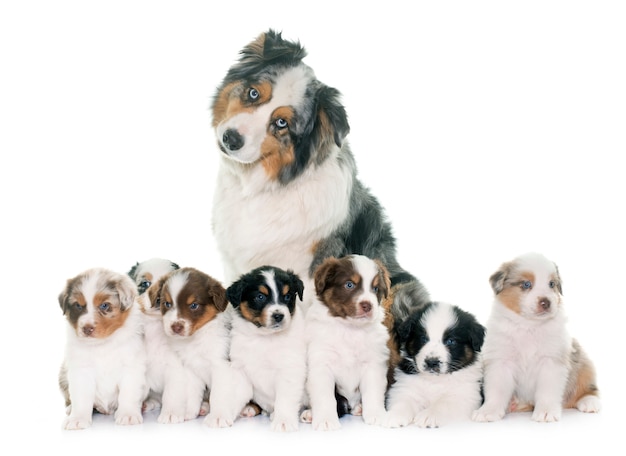 Adult and puppies australian shepherd