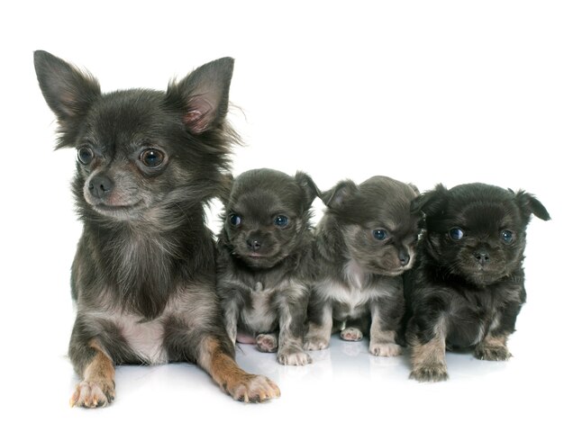 Chihuahua adulto e cuccioli