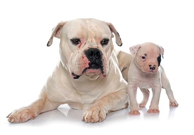 adult and puppy american bulldog