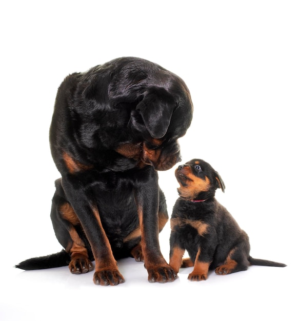 Adult and puppy rottweiler